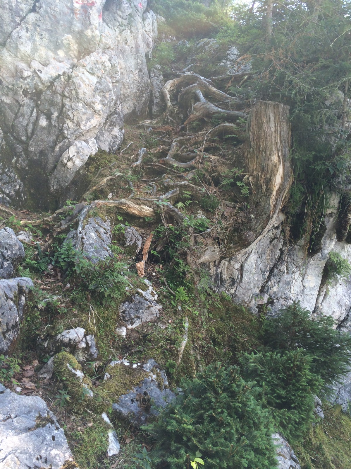 Hoping the path gets better soon (it didn't)