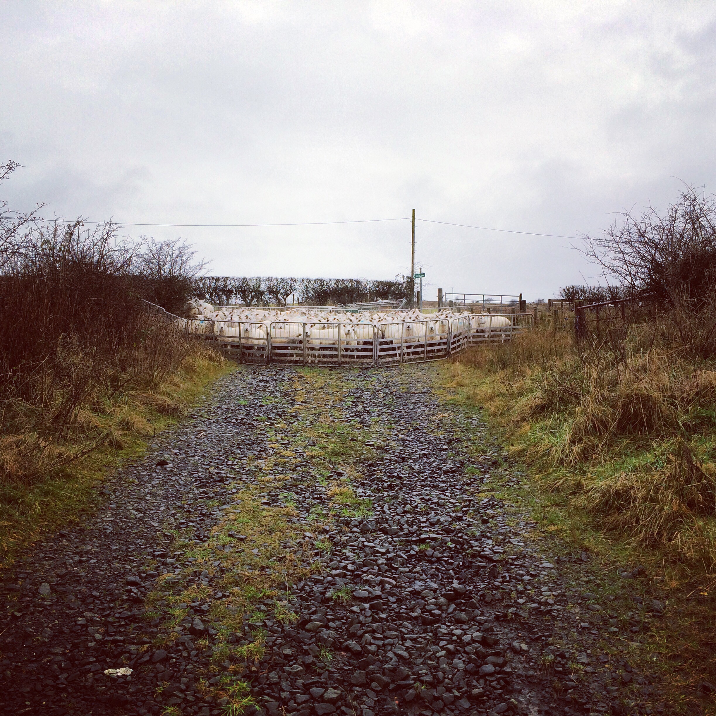 this lot definitely weren't there last week!